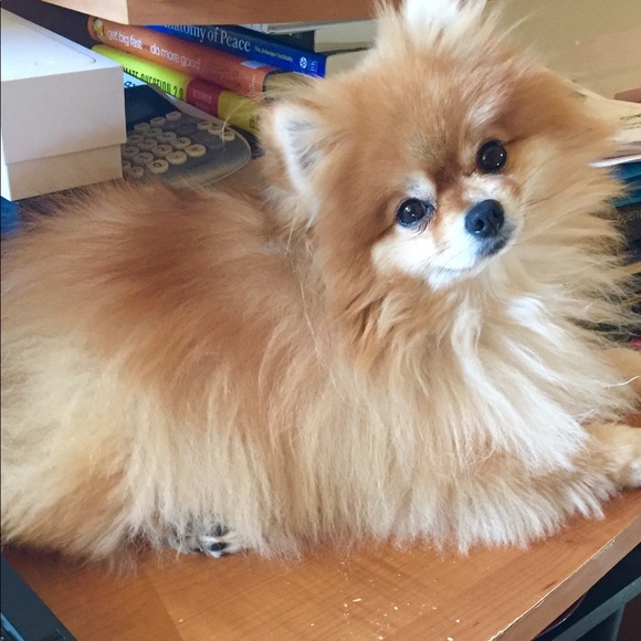 Meet your Posher, Bonnie - Picture 5 of 7